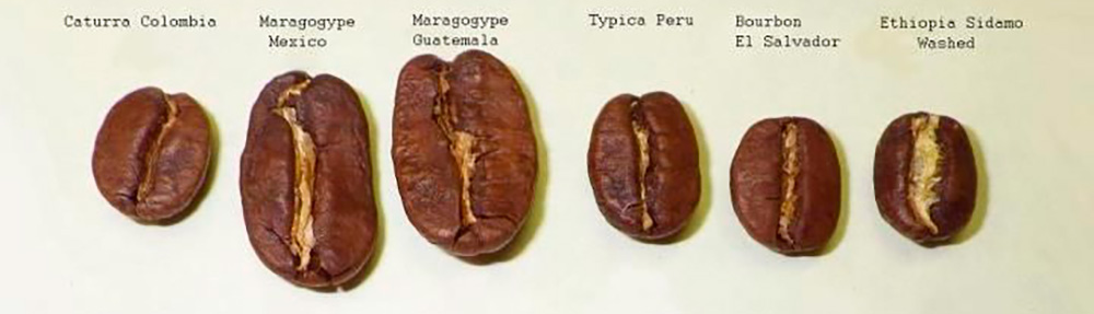 Размер кофейного зерна